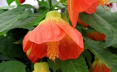 Abutilon (Chinese lantern)