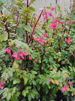 Begonia Fuchsioides