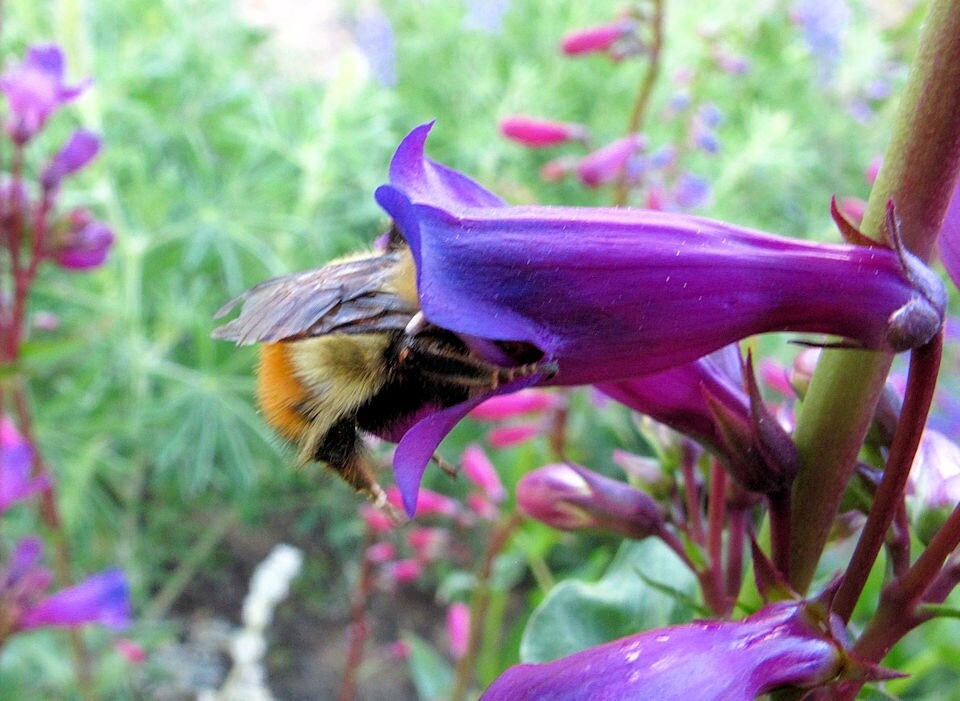 Penstemon, Variety: Purple Passion