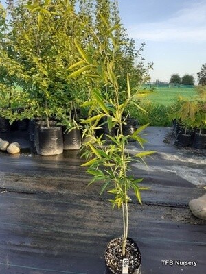 Willow S. Alba I2-59 (PN357)