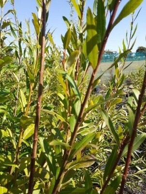 Willow Salix triandra (black German) PN374