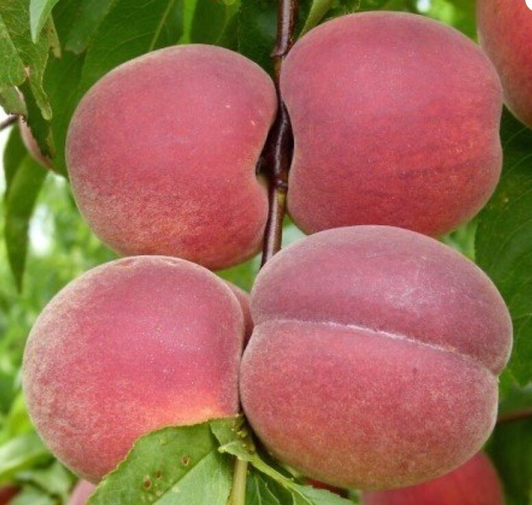 Peach Spring Lady