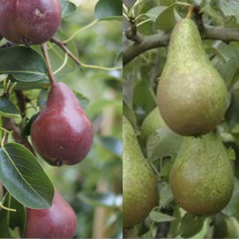 Pear Dual Red Bartlett / Conference - BARE ROOTED