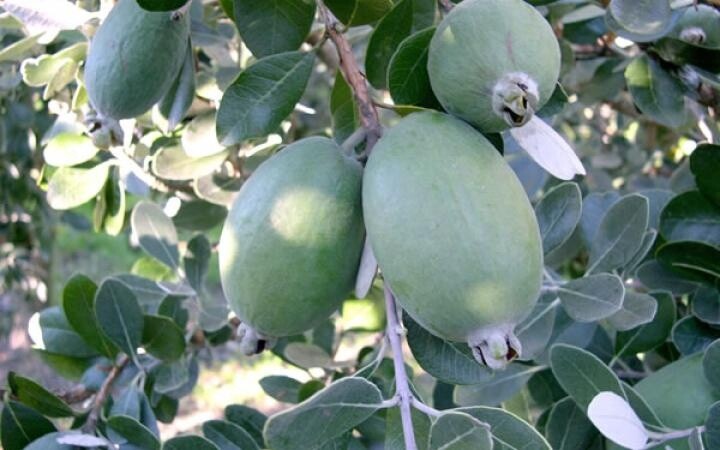 Feijoa Opal Star 3.5L