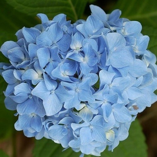 Hydrangea Blue Prince