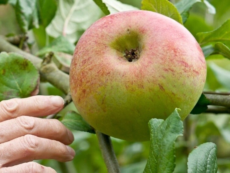 Apple Dual Peasgood /Braeburn