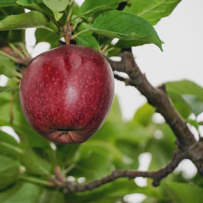 Apple Dual Red Delicious &amp; Golden Delicious