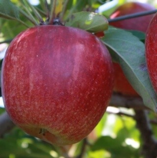 Apple Dual Royal Gala / Granny Smith