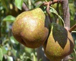 Pear Dual Winter Nelis/ Williams Bon Chretien (Bartlett)