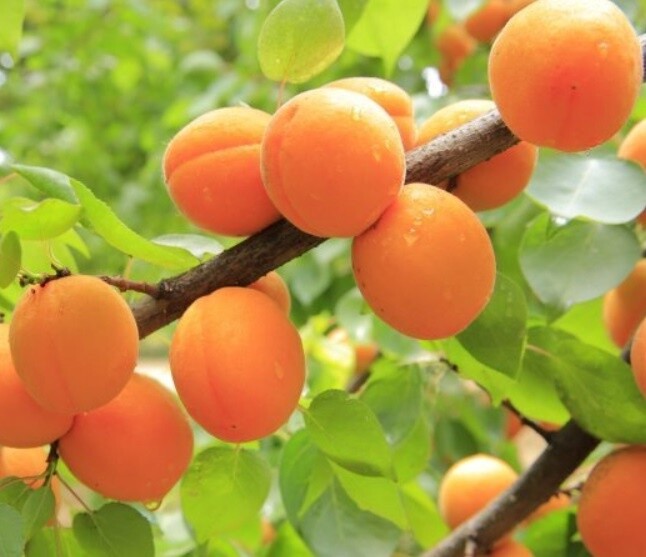 Apricot Royal Rosa