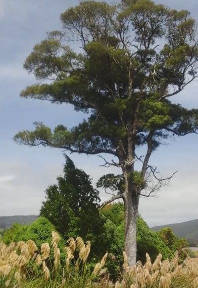 Matai (Prumnopitys taxifolia)