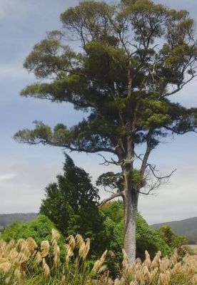 Matai (Prumnopitys taxifolia)