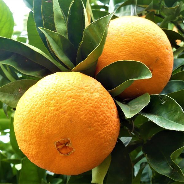 Citrus Orange &quot;Washington Navel&quot;