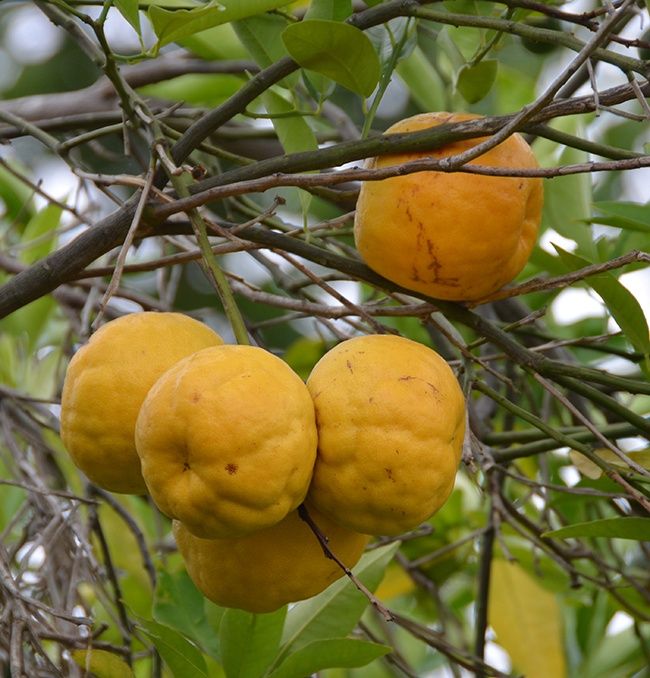 Citrus Tangor &quot;Ugli&quot;