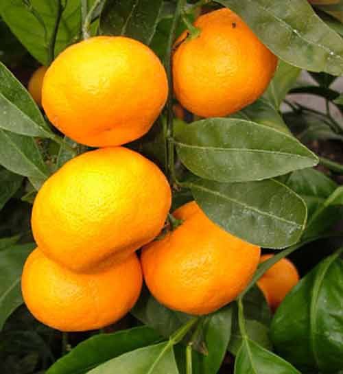 Citrus Mandarin Silverhill