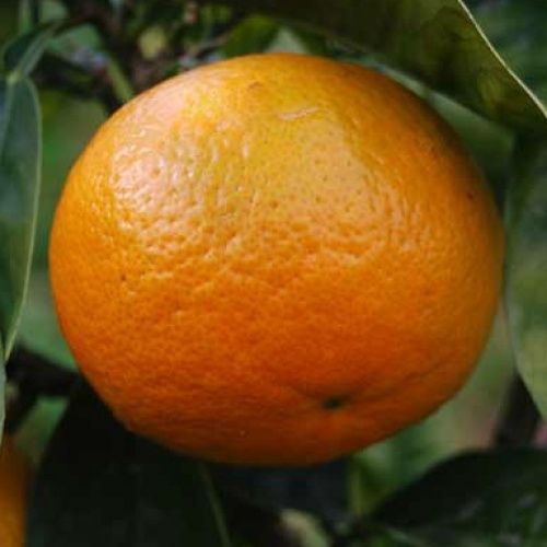 Citrus Orange &quot;Best seedless&quot;