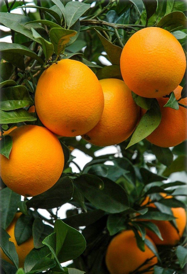 Citrus Orange &quot;Carters Navel&quot;