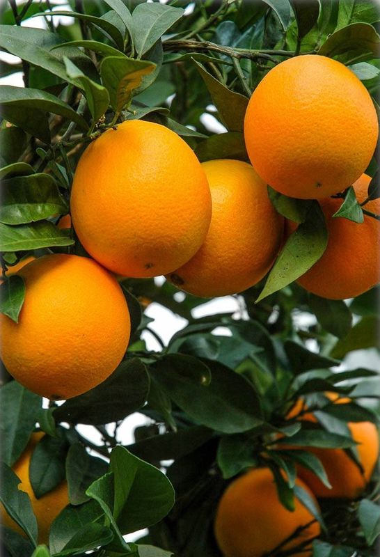 Citrus Orange &quot;Carters Navel&quot;