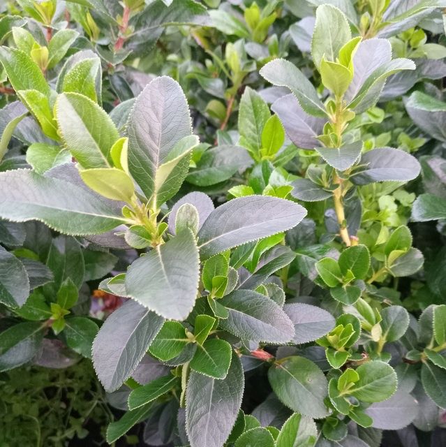 Escallonia Pink Elle