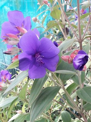 Tibouchina Edwardsii