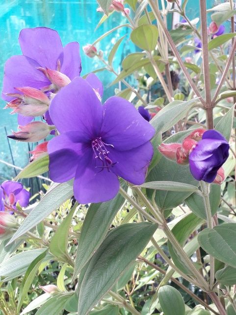 Tibouchina Edwardsii