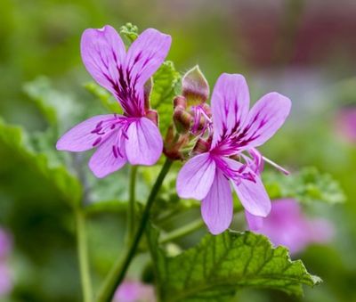 Rose scented Geranium &#39;Attar of Roses&#39;