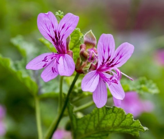 Geranium, Rose scented  &#39;Attar of Roses&#39;