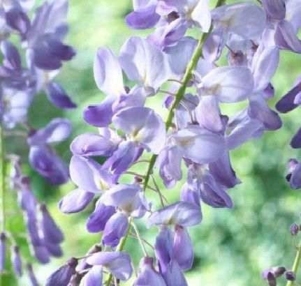 Wisteria Blue Sapphire