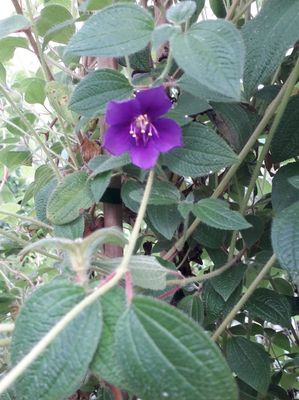 Tibouchina Laxa Skylab