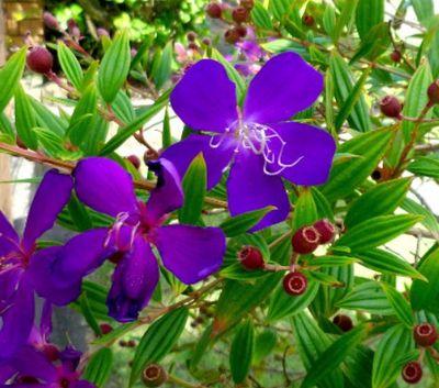 Tibouchina Carol Lyn
