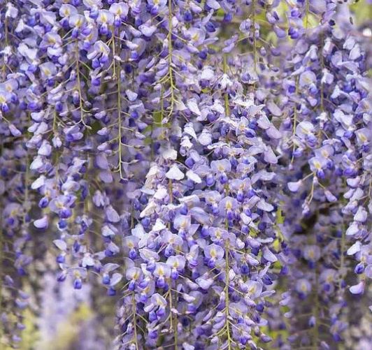 Wisteria Lavendar Lace