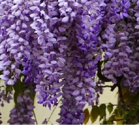 Wisteria Misty Mauve