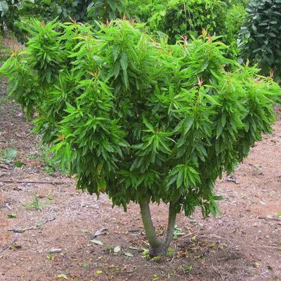 Almond Garden Prince