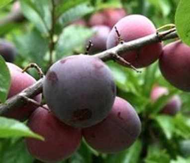 Plum Billington - BARE ROOTED