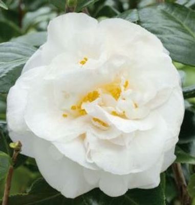 Camellia Ecclefield 4L