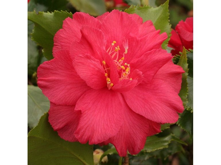 Camellia Holly Bright