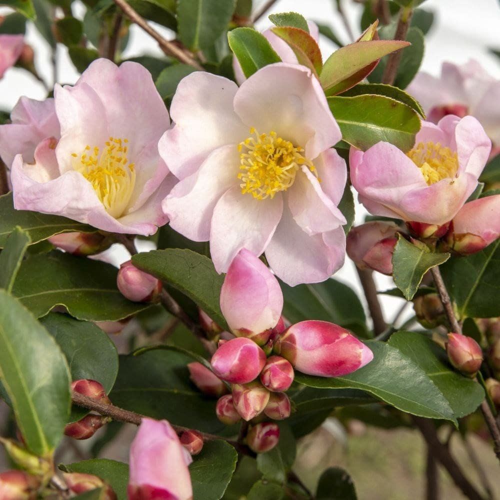 Camellia Fairy Blush