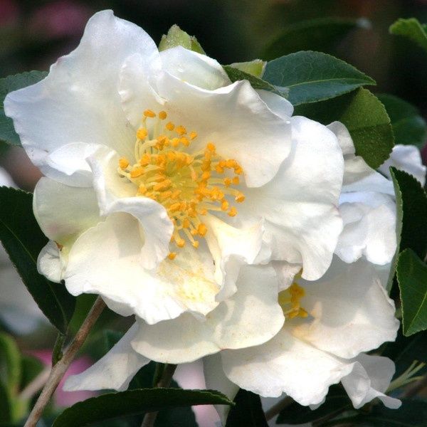 Camellia Sasanqua  Setsugekka