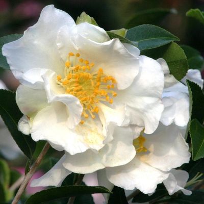 Camellia Sasanqua  Setsugekka
