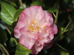 Camellia Nuccios Jewel