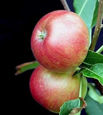 Apple Kentish Fillbasket