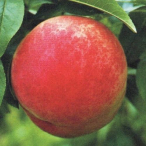 Peach Hobb's Late Red - BARE ROOTED