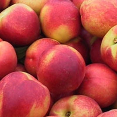 Nectarine Sunglo