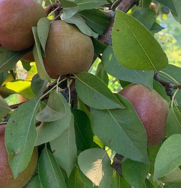 Pear Worden Seckel Pear Worden Seckel