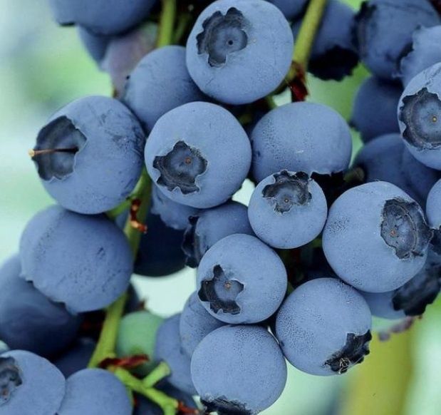 Blueberry Tifblue