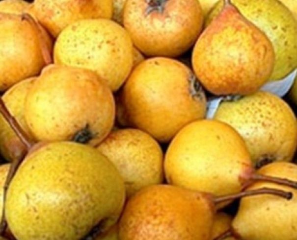 Pear Kirchensaller (Perry pear)