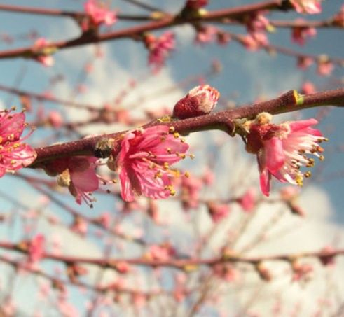 Peach April White - BARE ROOTED