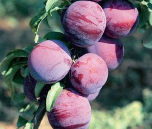 Plum Burbank - BARE ROOTED
