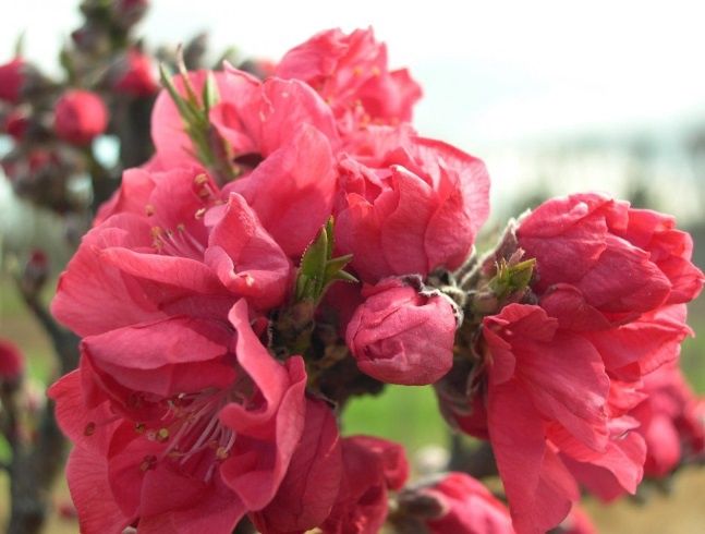Peach Rose Chiffon (Dwarf) - BARE ROOTED