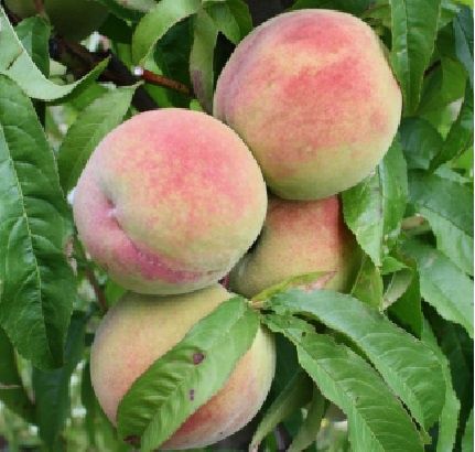 Peach Wiggins - BARE ROOTED